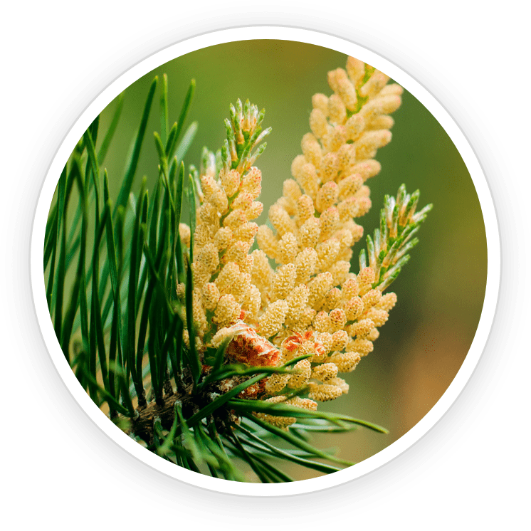 Pine Pollen Extract