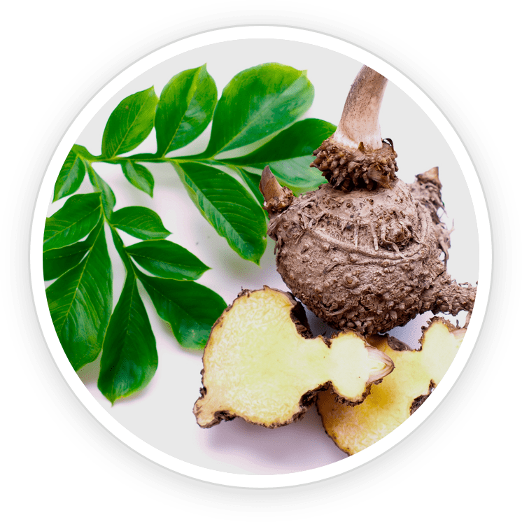 Glucomannan