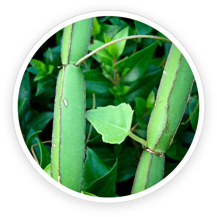 Cissus Quadrangularis